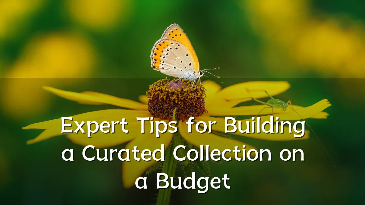 Expert Tips for Building a Curated Collection on a Budget